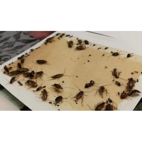 SNIPER Pour Punaise De Lit- Insecte - Cafards grand bouteille